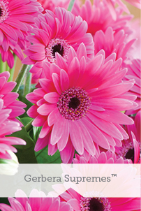 Gerbera Supremes