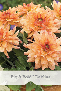 Big & Bold Dahlias