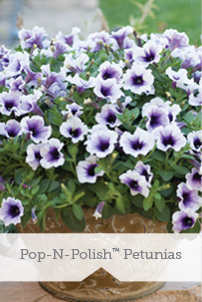 Pop-N-Polish Petunias