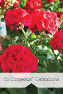 So Gorgeous! Geraniums