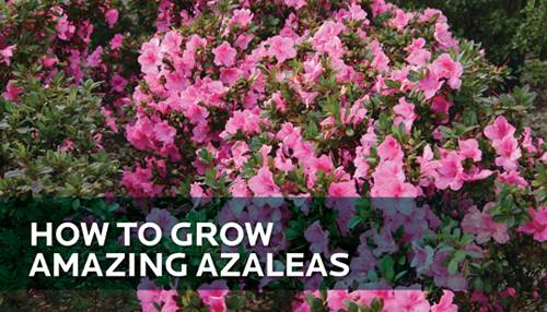 How to Grow Amazing Azaleas