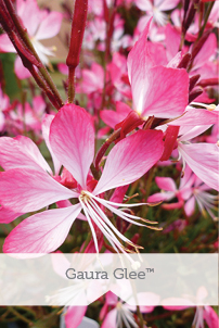 Essential Perennials
