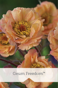 Essential Perennials