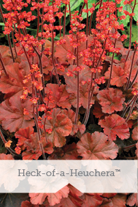 Essential Perennials