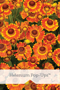 Essential Perennials