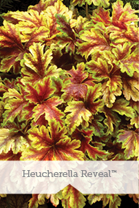 Essential Perennials