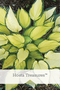 Essential Perennials