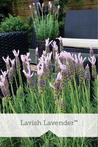 Essential Perennials