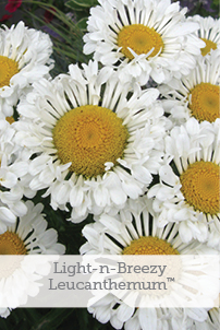 Essential Perennials
