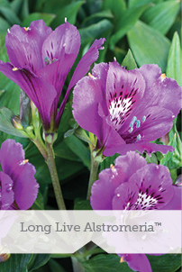 Essential Perennials