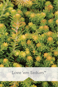 Essential Perennials