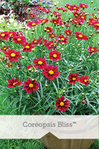Essential Perennials