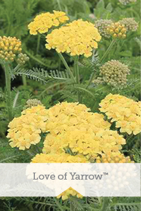 Essential Perennials