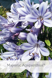 Essential Perennials