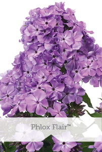 Essential Perennials