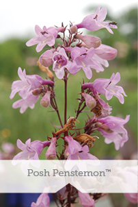 Essential Perennials
