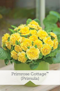 Essential Perennials