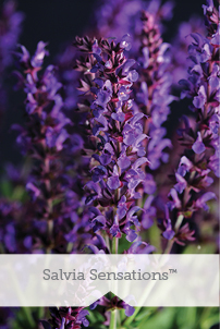 Essential Perennials