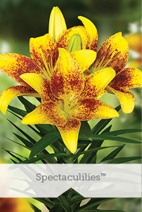 Essential Perennials