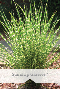 Essential Perennials