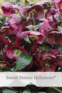 Essential Perennials