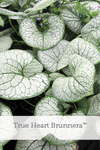 Essential Perennials