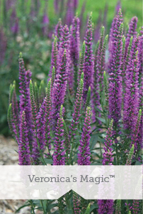 Essential Perennials