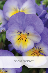 Essential Perennials