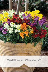 Essential Perennials