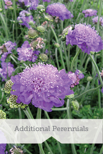 Essential Perennials