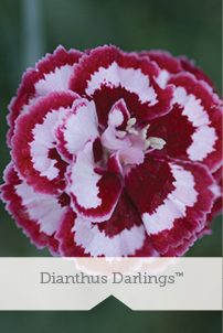 Essential Perennials