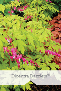 Essential Perennials