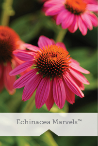 Essential Perennials