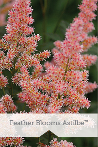 Essential Perennials