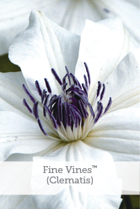 Essential Perennials