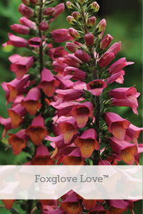 Essential Perennials