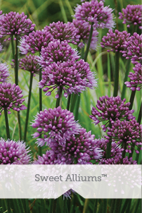 Sweet-Alliums